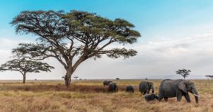 viaggiare-sicuri-in-tanzania